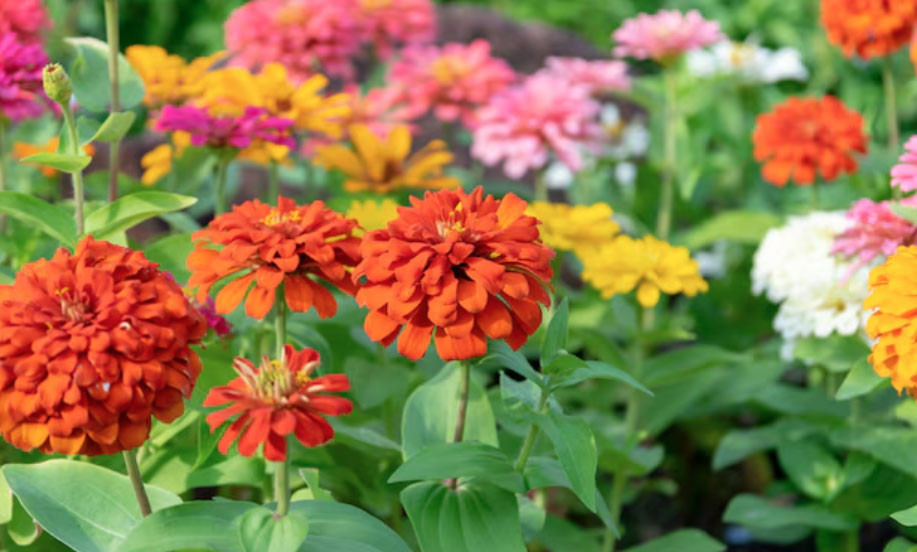 4 tháng sinh Âm lịch mang số mệnh bình an: Càng sống càng hưởng phúc - Ảnh 2.