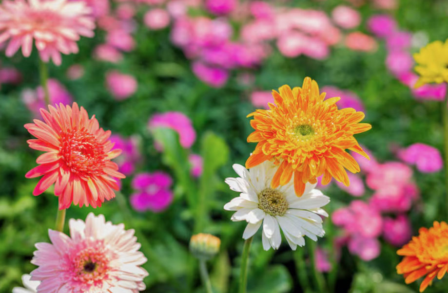 4 tháng sinh Âm lịch mang số mệnh bình an: Càng sống càng hưởng phúc - Ảnh 1.