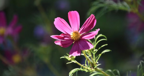 4 tháng sinh Âm lịch mang số mệnh bình an: Càng sống càng hưởng phúc