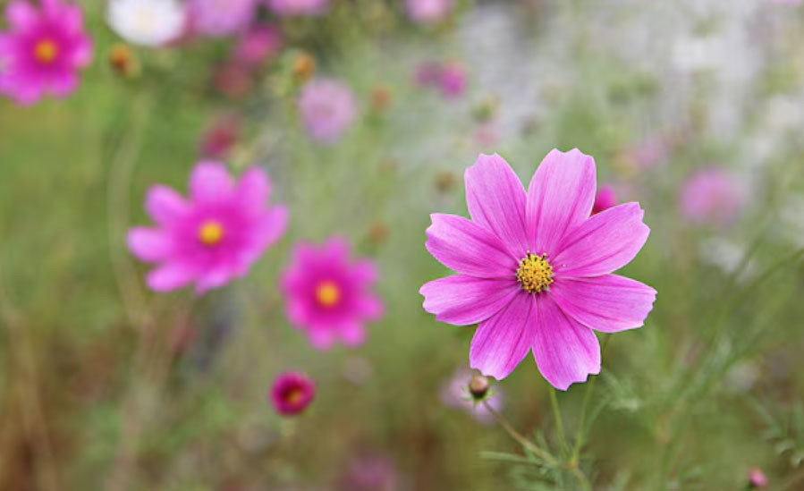 4 tháng sinh Âm lịch mang số mệnh bình an: Càng sống càng hưởng phúc - Ảnh 4.