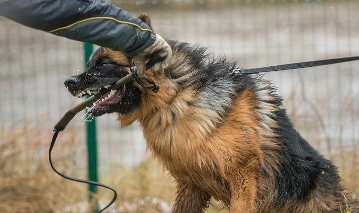 Giống cho béc-giê có tính hung dữ, thường làm chó nghiệp vụ, cần huấn luyện, kiểm soát nghiêm. (Ảnh: ShutterStock)