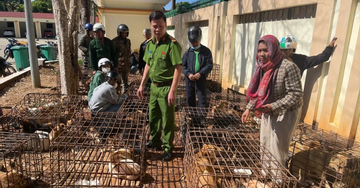 Phát hiện 70 con chó nhốt lồng sắt, công an phá đường dây trộm cắp quy mô lớn