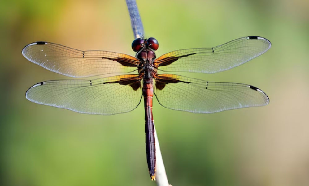 4 số cuối ngày sinh Âm lịch của người khéo vun vén, gia đình luôn thuận hòa - Ảnh 2.