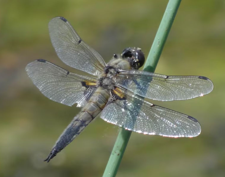 4 số cuối ngày sinh Âm lịch của người khéo vun vén, gia đình luôn thuận hòa - Ảnh 4.