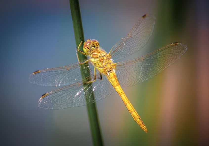 4 số cuối ngày sinh Âm lịch của người khéo vun vén, gia đình luôn thuận hòa - Ảnh 3.