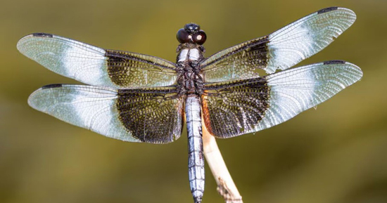 Số cuối ngày sinh Âm lịch của người khéo vun vén, gia đình luôn thuận hòa