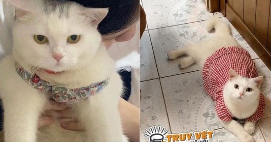 Công an bắt người phụ nữ trộm mèo cảnh ở TPHCM