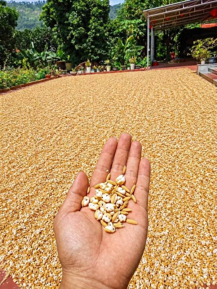 Bức ảnh trời nóng đến mức thóc phơi nổ thành bỏng gây xôn xao: Chuyên gia lên tiếng插图 Bức ảnh thóc phơi dưới trời nắng biến thành bỏng trắng xóa.