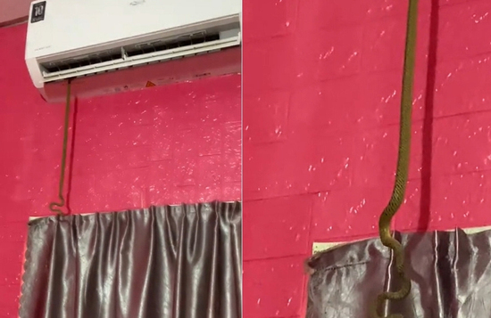 Đang nghỉ trưa, người đàn ông Tây Ninh phát hiện rắn chui ra từ điều hòa