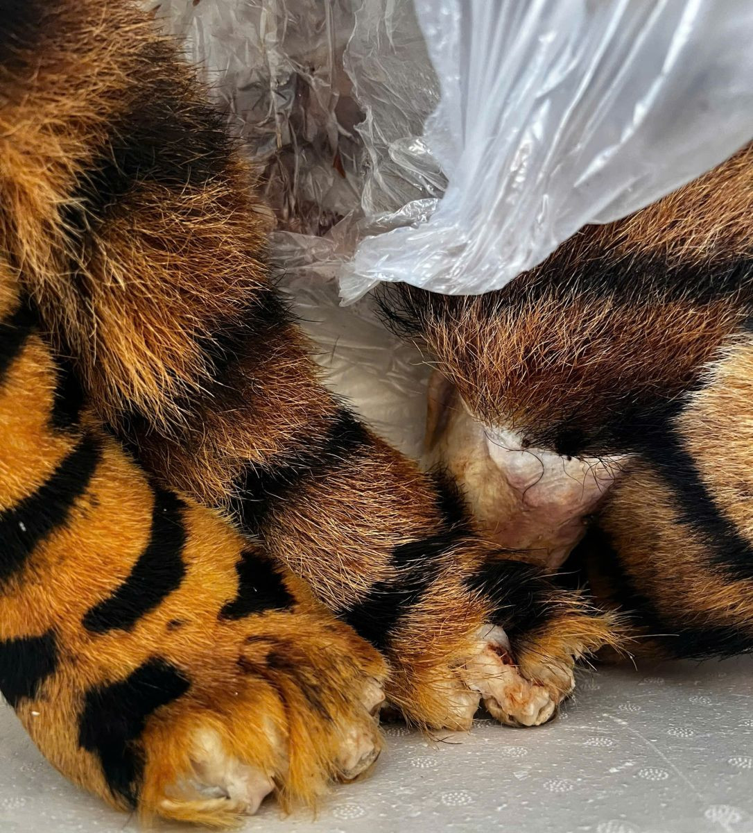 Cảnh sát triệt phá đường dây buôn bán động vật hoang dã xuyên biên giới - Ảnh 2.
