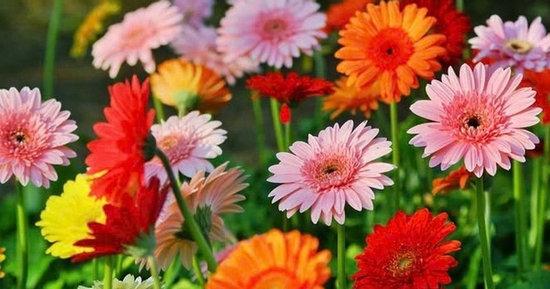 5 loài hoa “kích vận may” nên đặt trong nhà ngày đầu tháng