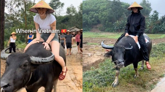 Du khách Tây đua nhau chia sẻ hài hước về trải nghiệm cưỡi trâu ở Việt Nam