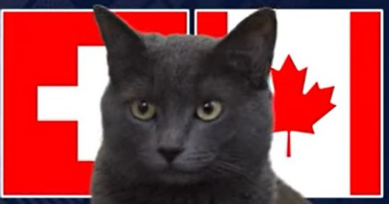 Mèo 'tiên tri' dự đoán trận đấu Thụy Sĩ vs Canada: Kết quả ra sao?