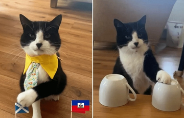 Một con mèo gây sốc khi tiên tri chính xác đội chiến thắng trong toàn bộ 19 trận đấu tại World Cup