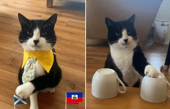Một con mèo gây sốc khi tiên tri chính xác đội chiến thắng trong toàn bộ 19 trận đấu tại World Cup