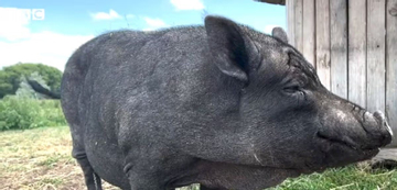 Thảm cảnh của chú lợn được nuôi bằng bánh quy, nước ngọt suốt 7 năm