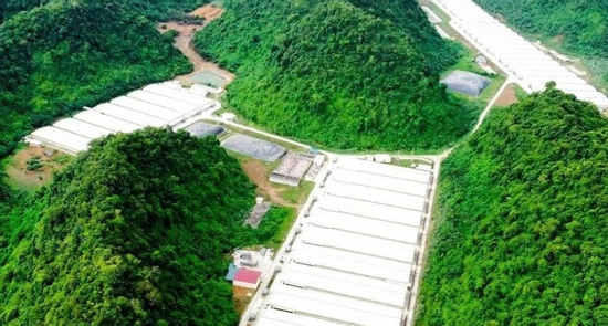 3 người tử vong, 4 người bị thương trong vụ tai nạn tại trang trại lợn ở Thanh Hóa