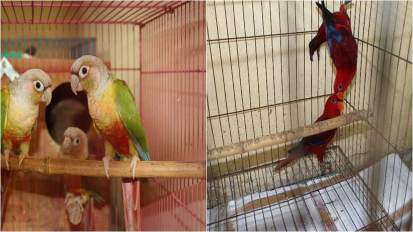 Lực lượng chức năng phát hiện, tạm giữ 6 cá thể vẹt đỏ và 6 cá thể vẹt má xanh không có giấy tờ chứng minh nguồn gốc hợp pháp. (Ảnh: Báo Tây Ninh)