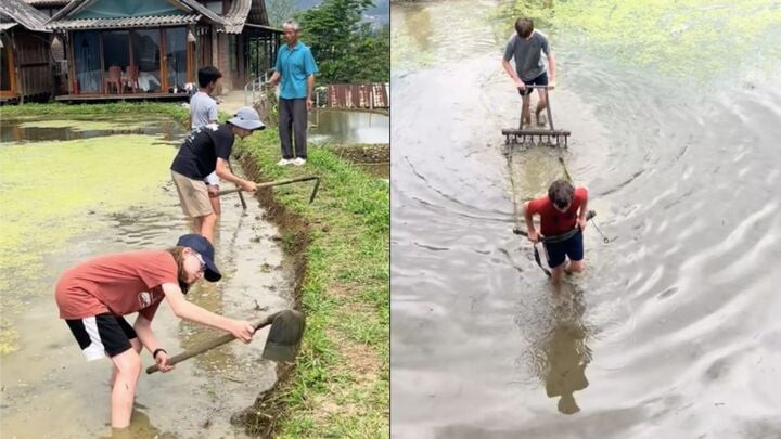 Cảnh khách Tây 'kéo bừa thay trâu' trên ruộng bậc thang ở Lào Cai gây sốt插图 Dân mạng thích thú cũng muốn được thử trải nghiệm như khách Tây. (Ảnh chụp màn hình)