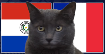 Mèo 