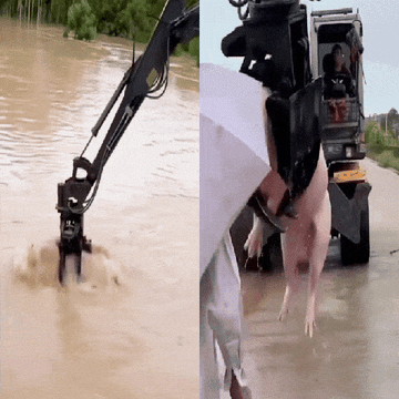 Máy xúc biến thành 'máy gắp thú' khổng lồ, giải cứu đàn lợn bị lũ lớn cuốn trôi