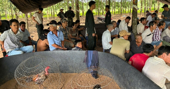 Cảnh sát đột kích sới gà ẩn náu trong vườn cao su, 40 người không kịp trở tay