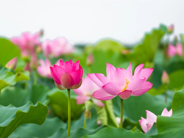 Đúng 20h hôm nay, ngày 13/8/2026, 3 con giáp sự nghiệp lên như diều gặp gió, hưởng thụ Vinh Hoa Phú Quý插图 Đúng 20h hôm nay, ngày 13/8/2026, 3 con giáp sự nghiệp lên như diều gặp gió, hưởng thụ Vinh Hoa Phú Quý插图