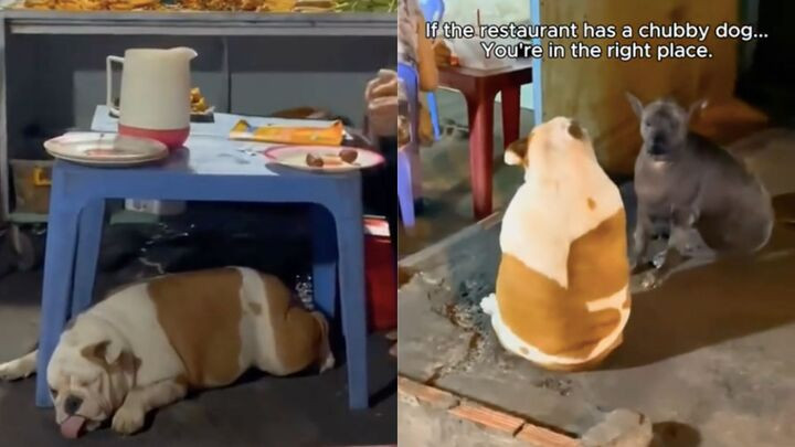 Nhiều du khách nhận định đồ ăn ngon mới nuôi được những chú chó béo đáng yêu như vậy.