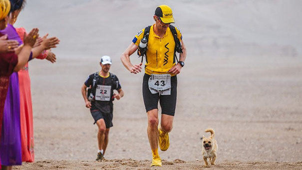 Chú chó hoang chạy 125 km xuyên sa mạc theo chân VĐV marathon rồi mất tích: Cái kết sau 9 năm gây bất ngờ插图1 stray dog joins race gobi dion leonard china 11
