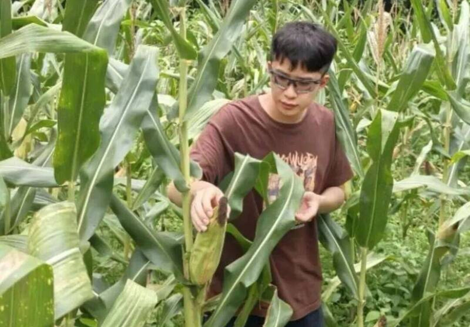百萬年薪不要了！華為「天才少年」離職返鄉賣玉米一天僅賺10元下一步動向曝