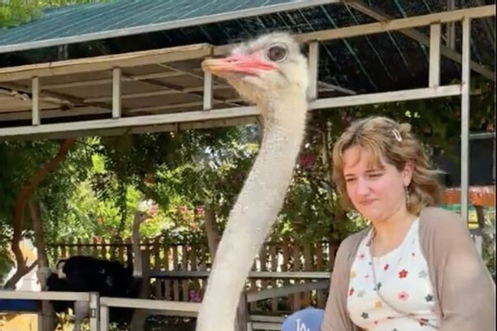 Hết cưỡi trâu, khách Tây lại phấn khích cưỡi đà điểu chạy 'xé gió' ở Việt Nam