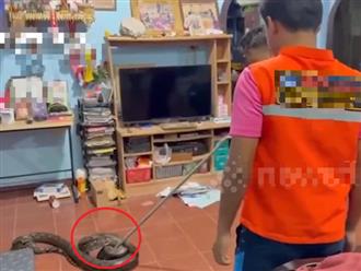Nghe tiếng động lạ, người dân phát hiện trăn khổng lồ dài khoảng 5 mét lúc rạng sáng
