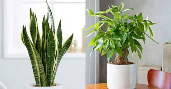 4 loại cây là biểu tượng tài lộc giúp gia chủ sung túc giàu sang đặc biệt là loại thứ 3