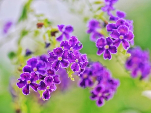 Đúng Chủ Nhật ngày 9/8/2026, 3 con giáp vàng ngọc đầy nhà, tiền bạc đầy tay, giàu sang thịnh vượng, phất lên nhanh chóng插图1 Đúng Chủ Nhật ngày 9/8/2026, 3 con giáp vàng ngọc đầy nhà, tiền bạc đầy tay, giàu sang thịnh vượng, phất lên nhanh chóng插图1
