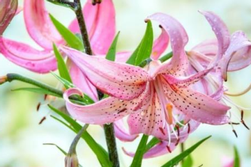 Đúng 20h hôm nay ngày 12/9/2026, 3 con giáp đón nhận lộc quý nhân, làm kinh doanh rất dễ vượng phát