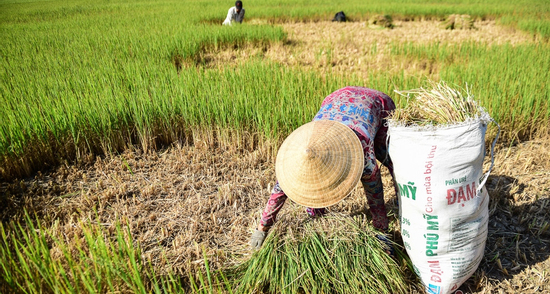 El Nino lần thứ 6 đạt cực đại sau 76 năm, miền Nam đối mặt hạn hán khốc liệt